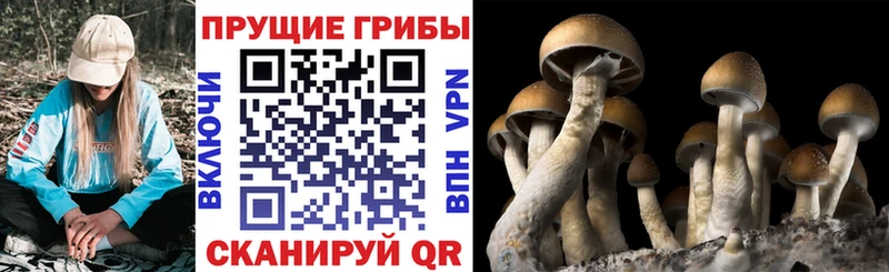 Галлюциногенные грибы Psilocybine cubensis  как найти закладки  Люберцы 